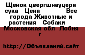 Щенок цвергшнауцера сука › Цена ­ 25 000 - Все города Животные и растения » Собаки   . Московская обл.,Лобня г.